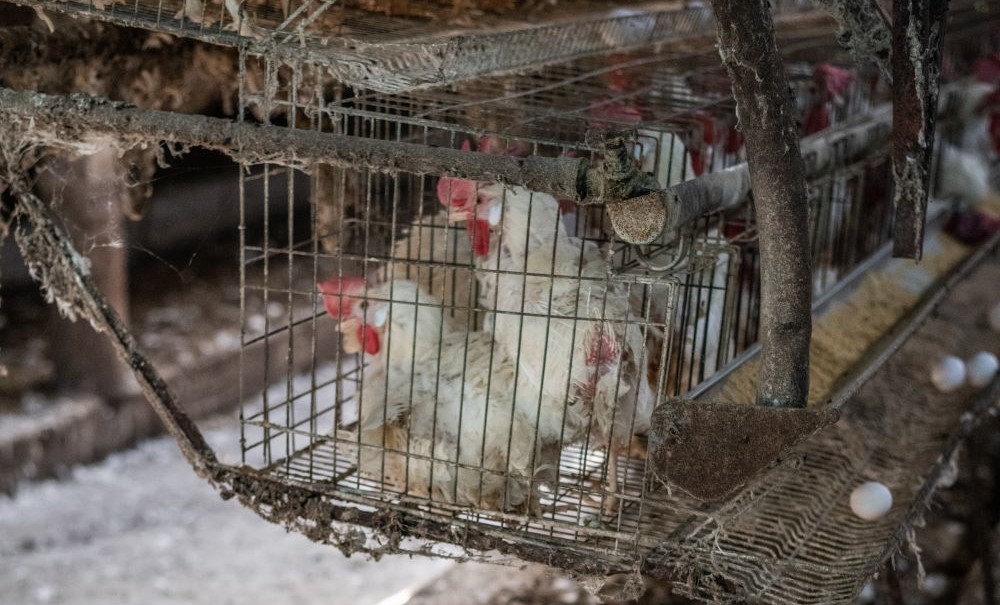 Hens in a metal cage at an egg farm. (Unsplash/Jo-Anne McArthur)