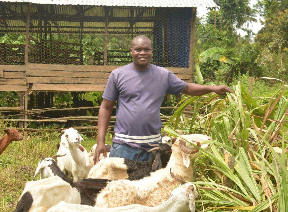 Fr. Zachariah Fufeyin tends to animals at Our Lady of the Waters farm in Bayelsa, Nigeria's oil-rich region. He raises pigs, rabbits, goats and sheep, with the primary goal of helping low-income women and families to increase their protein consumption. (Valentine Benjamin)