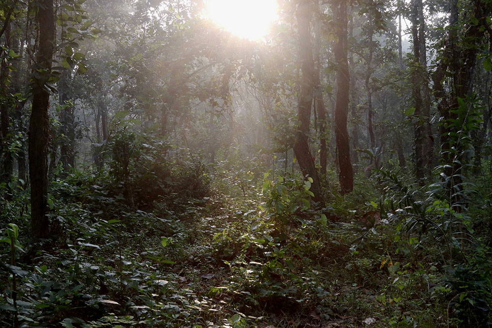 Indigenous Garo people have been living in or near this forest in Madhupur, Bangladesh, for more than a hundred years. The forest is now threatened by government "eco" projects. (Stephan Uttom Rozario)
