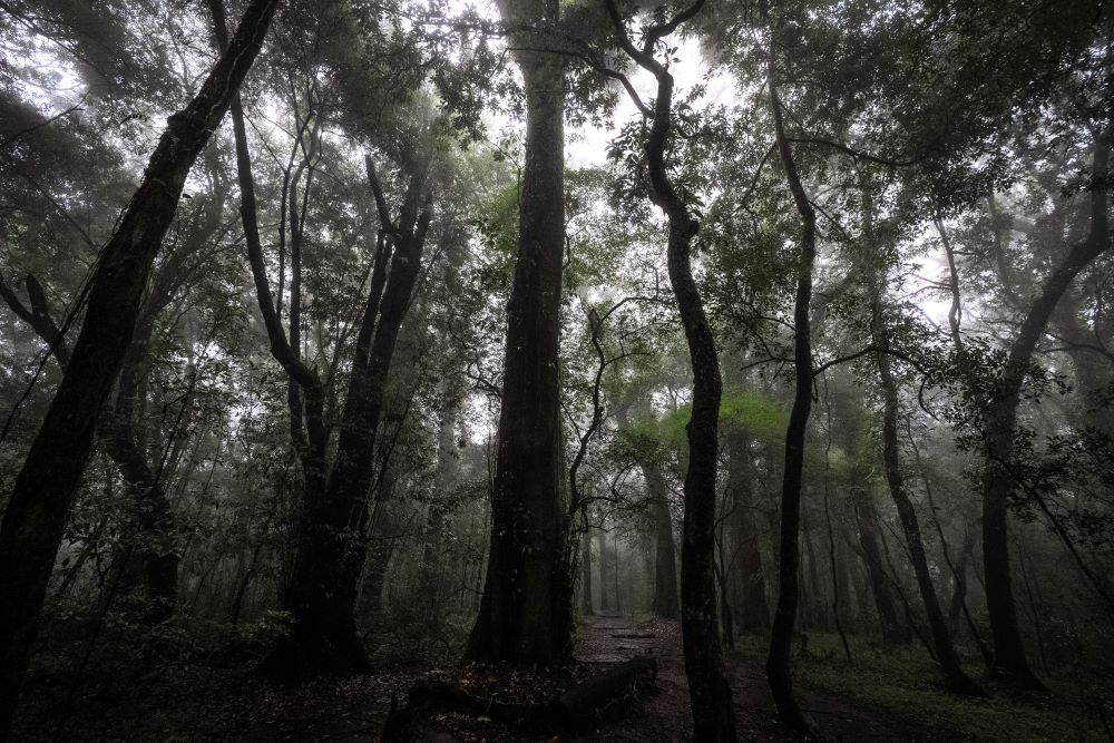 Mist blankets tall trees after the rain in Mawphlang sacred forest, one of the most renowned in Meghalaya, a state in northeastern India, Friday, Sept. 8, 2023. Indigenous people believe that these are places where humans connect with the divine. (AP Photo/Anupam Nath)