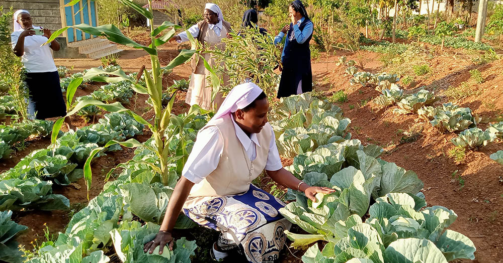 Sisters of St. Joseph of Tarbes, who sponsor a project on "Regenerative Agriculture Through Sustainable Farming Methods" in Kenya, harvest cabbages. (Courtesy of Josephine Kwenga)