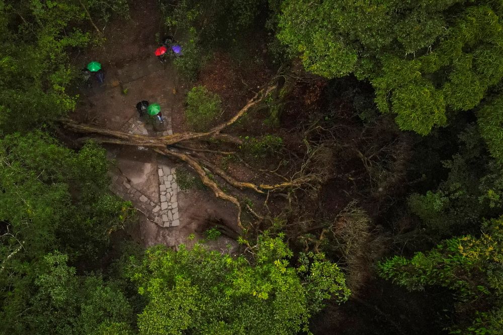 Villagers stand near a large, fallen tree in Mawphlang sacred forest, one of the most renowned in Meghalaya, a state in northeastern India, Friday, Sept. 8, 2023. Sacred stones in Mawphlang have served as recipients of chants, songs and prayers for centuries. (AP Photo/Anupam Nath)