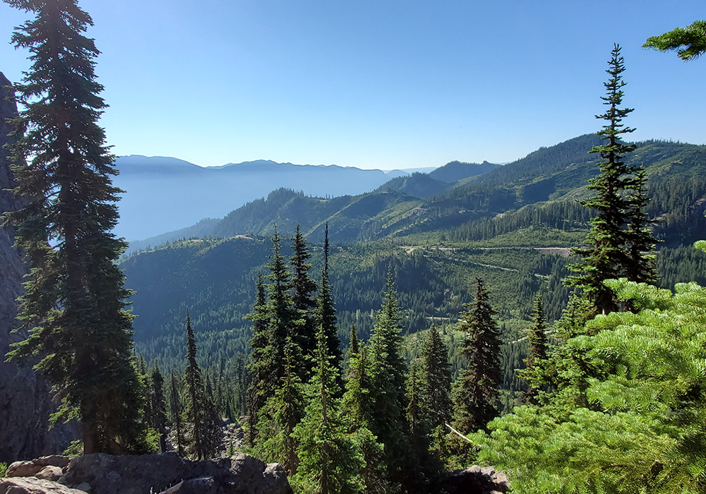 A forest landscape in Washington is pictured. (Courtesy of Climate Forest Coalition)