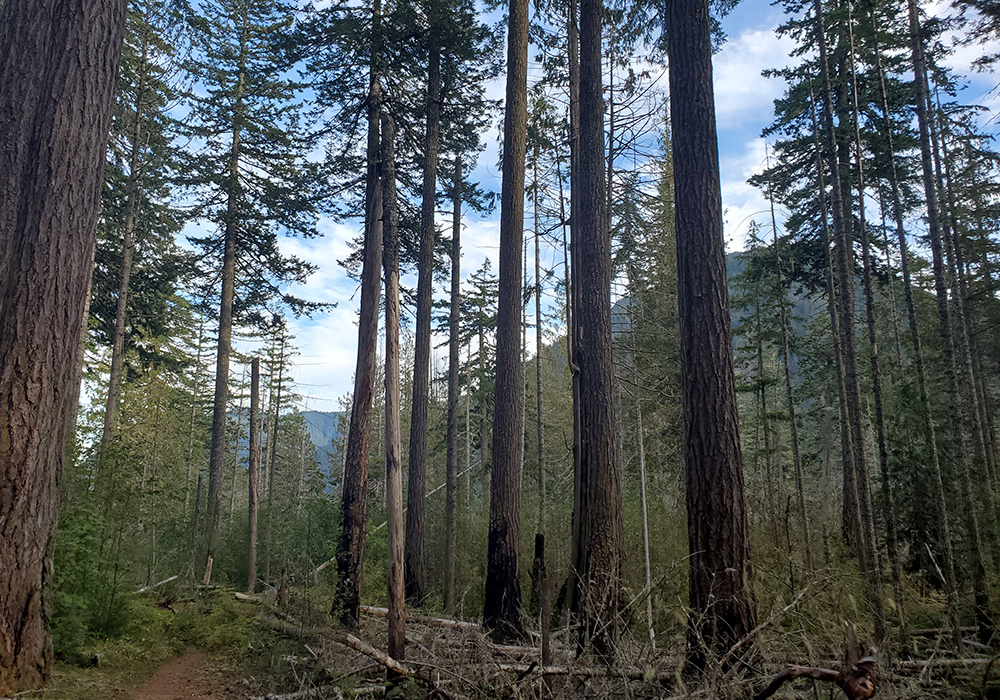 Trees are pictured in a forest in Washington. Contributor Annapatrice Johnson is heartened that the U.S. Forest Service has proposed a plan to advance protections, via a forest plan amendment, for the remaining old-growth trees in all 128 U.S. national forests. (Courtesy of Climate Forest Coalition)