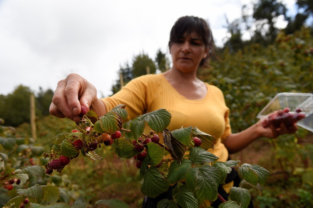 Women picks raspberry from bush in foreground