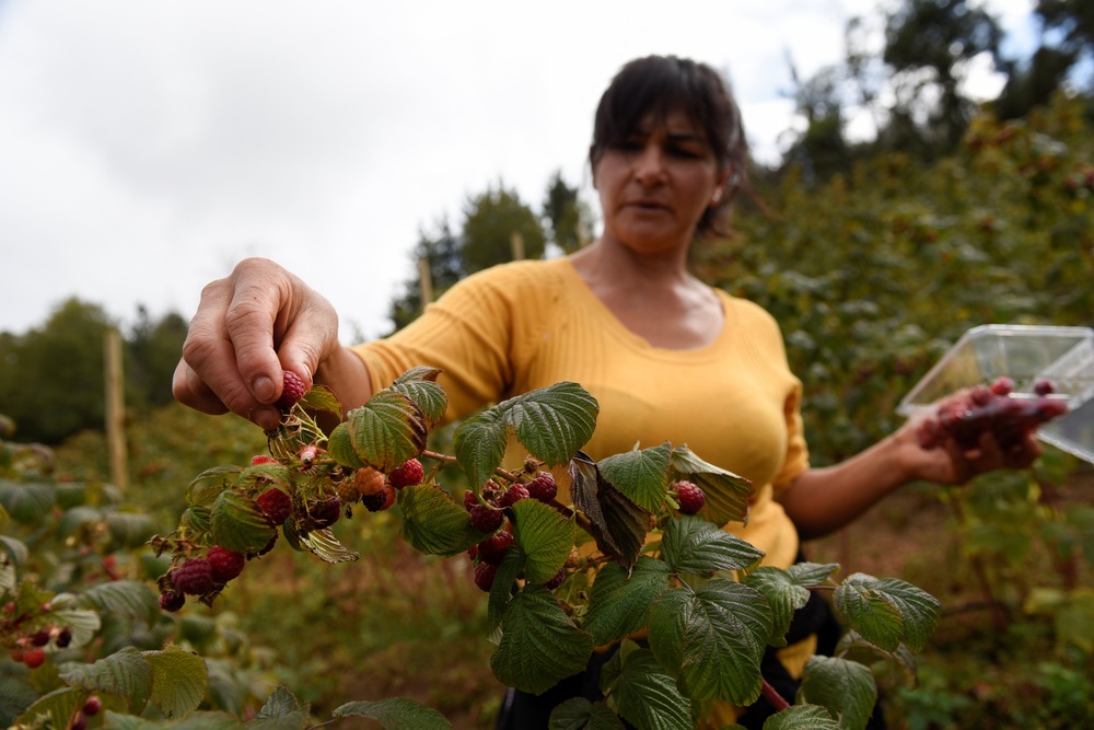 Family farmers invaluable to future of agriculture, pope says ...