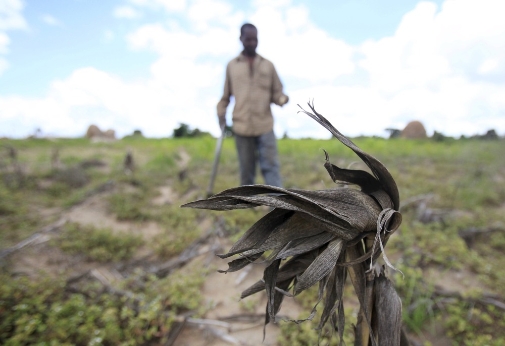 Zimbabwe draught Man walks in field towards camera