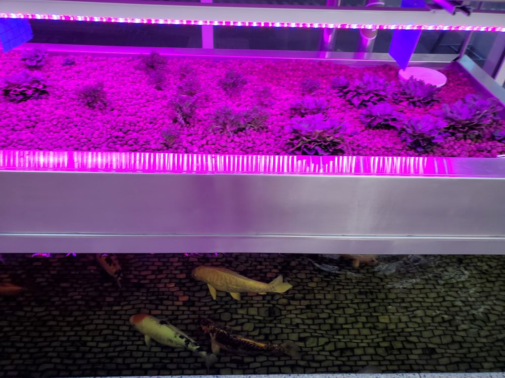 An aquaponics system at Loyola University Chicago's School of Environmental Sustainability uses waste from fish to fertilize and grow plants and crops.