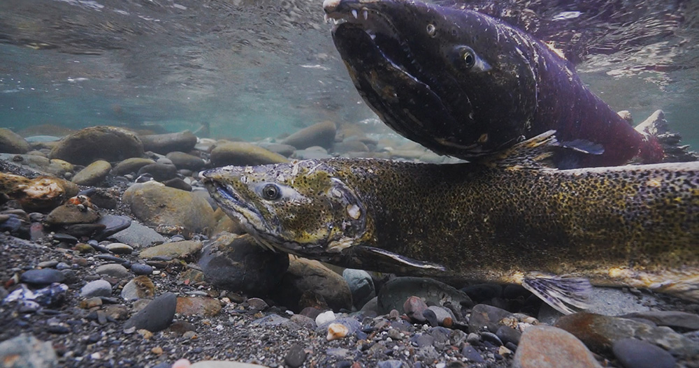 Adult salmon return to spawn in the streams and rivers of the Columbia River Basin where they hatched. (Courtesy of Shane Anderson, director of "Covenant of the Salmon People")