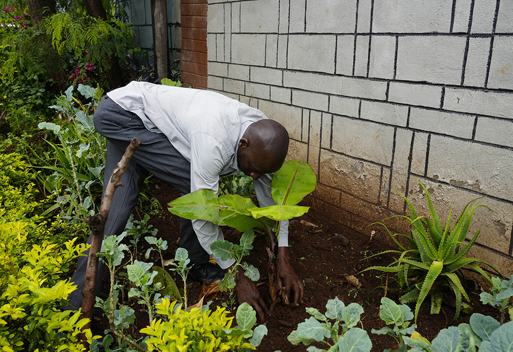 A resident plants a banana tree outside his house in Nairobi, Kenya, on Nov. 13, 2023. The Diocese of Kakamega is partaking in the restoration of the degraded Maragoli Forest, located about 248 miles west of Nairobi. (AP photo/Sayyid Abdul Azim)