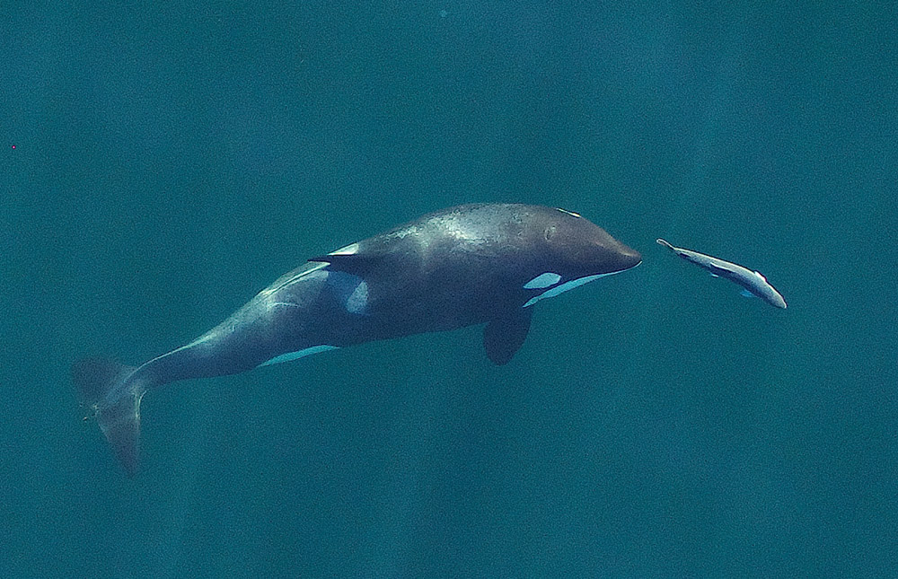 A young resident orca chases a Chinook salmon in the Salish Sea near San Juan Island, Washington, in September 2017. (Wikimedia Commons/Oregon State University)