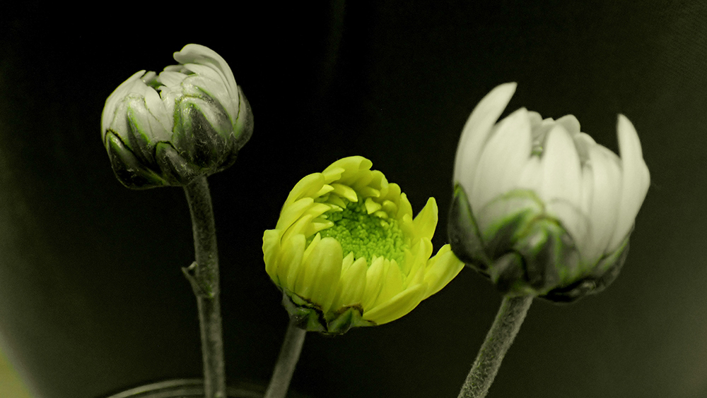 Three flowers (Unsplash/Carla Quario)