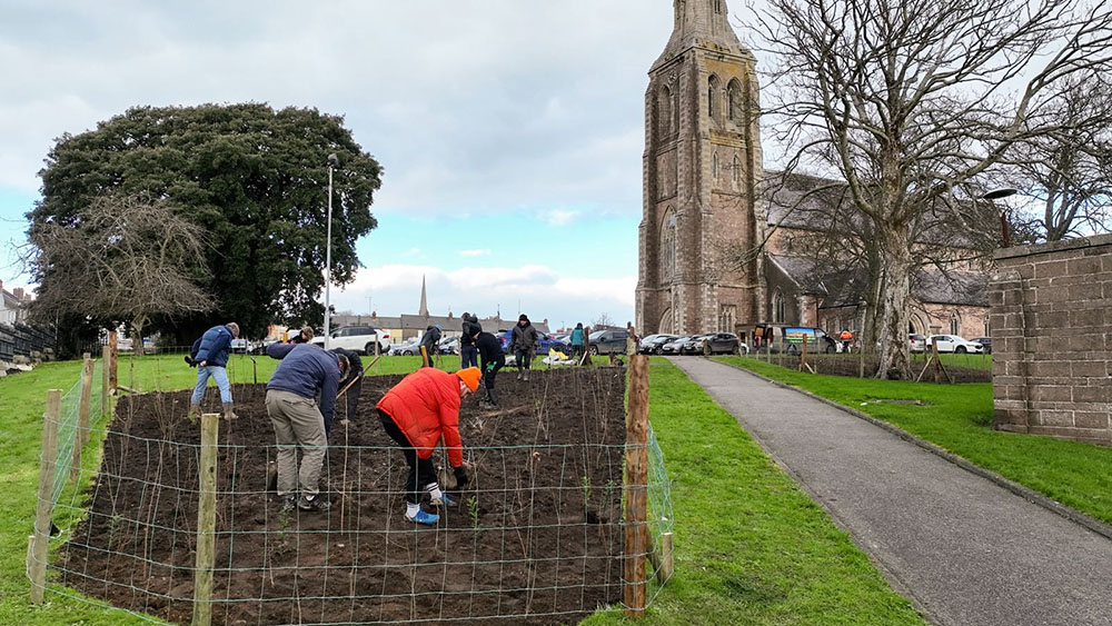 One of the mini forests at Bride Street Church in County Wexford, Ireland, where 1,000 native Irish trees were planted across two mini forests (Courtesy of 100 Million Trees Project)