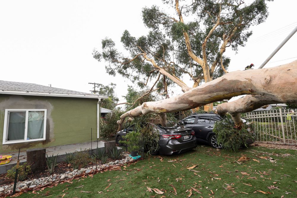 A fallen tree lies over two cars in Sun Valley, Calif., Aug. 21, after Tropical Storm Hilary swept through the area.