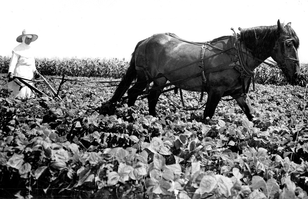 A Dominican sister guides a plow horse in a bean patch on the congregation’s farm in a photo dated 1947.