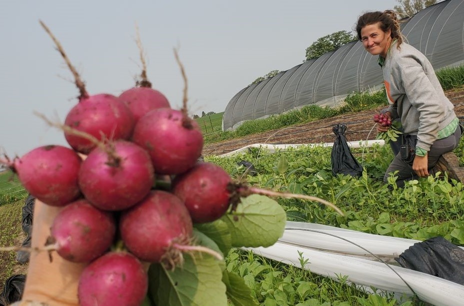 Ashley Neises, now in her seventh year as a farmer, harvests radishes, one of more than 40 different types of vegetables grown at Sandhill Farms.