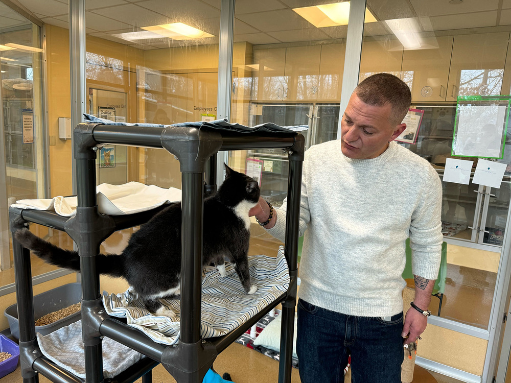 Man scratches cat's chin. 