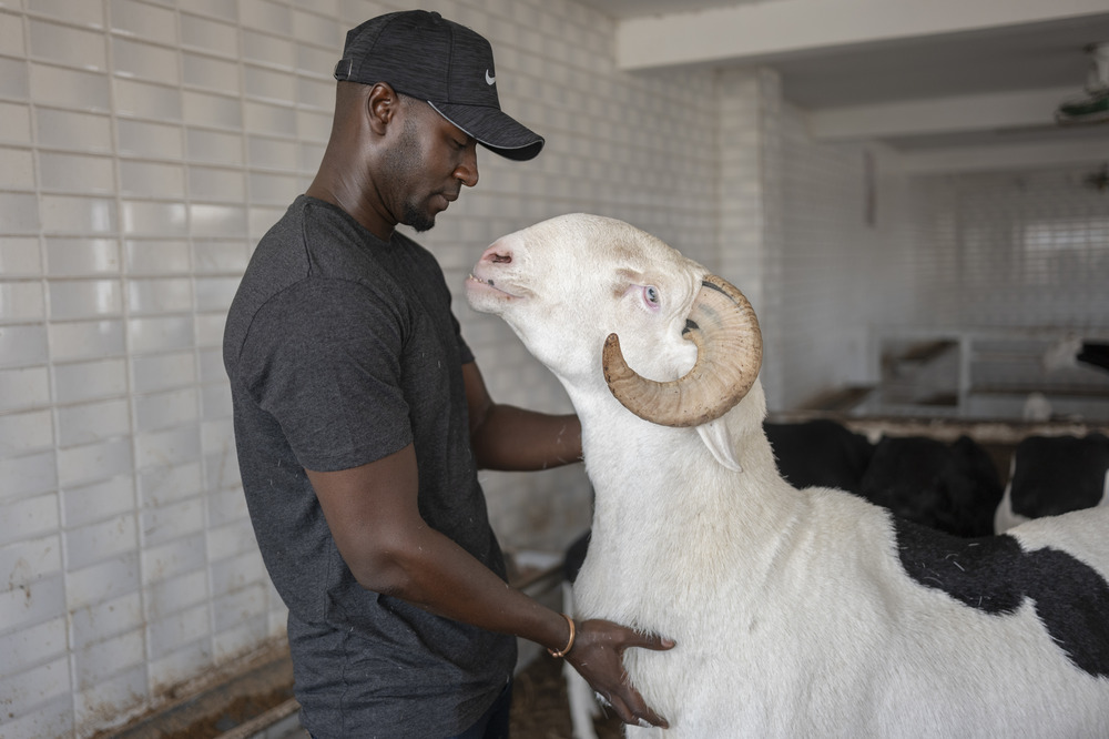 Senegal goat industry Man bends face down to nuzzling ram