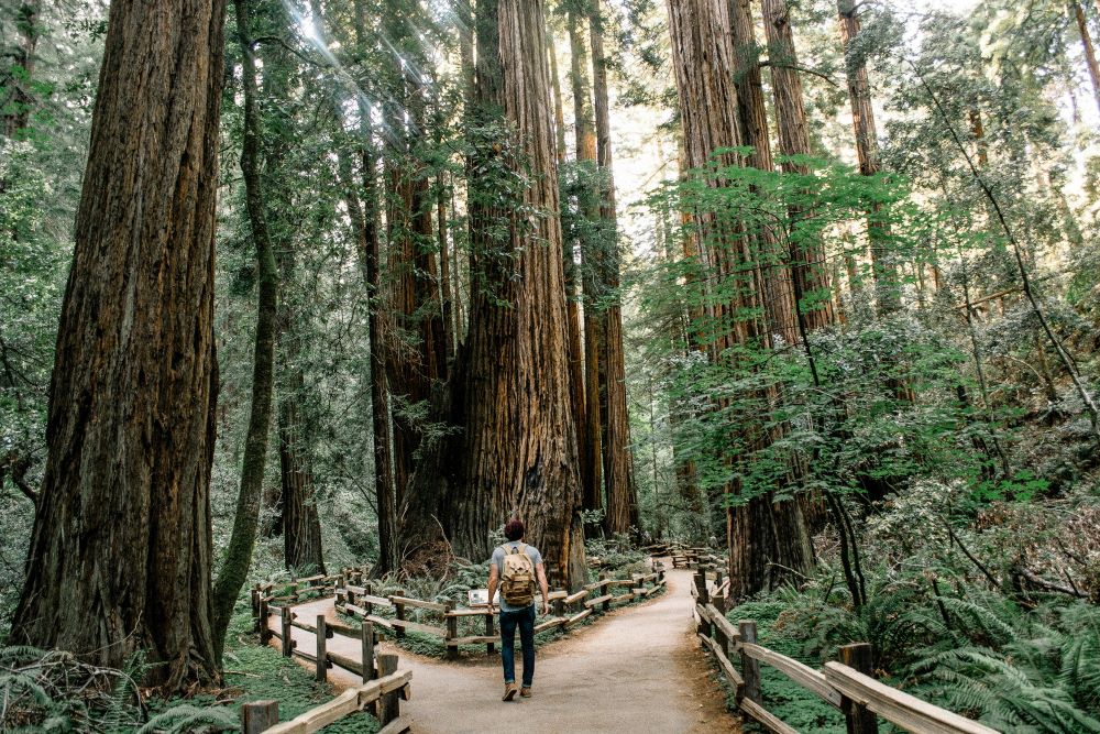 man looks up at redwoods man looks up at redwoods