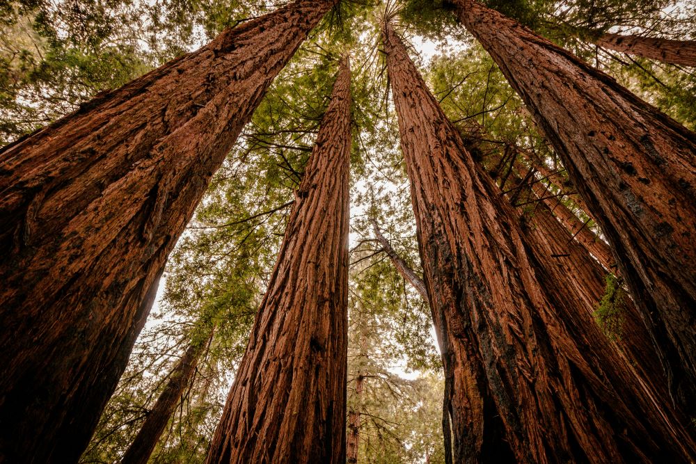 redwood trees redwood trees