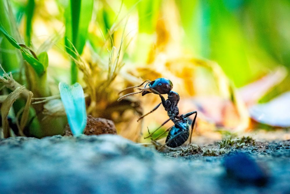 Ant in grass Ant in grass