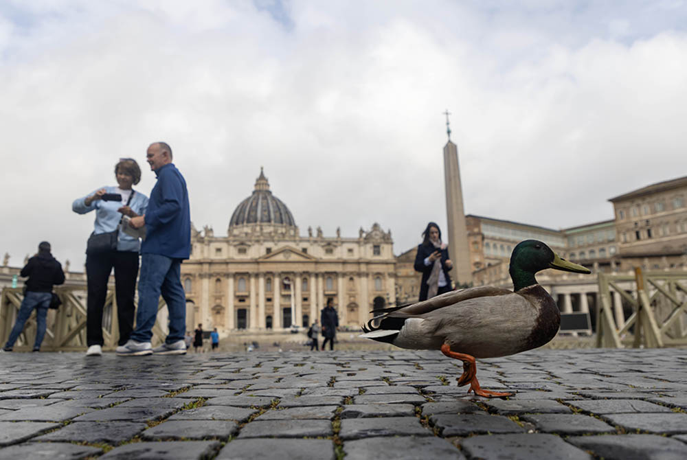 A duck waddles around St. Peter's Square at the Vatican May 5, 2025. (CNS/Pablo Esparza)