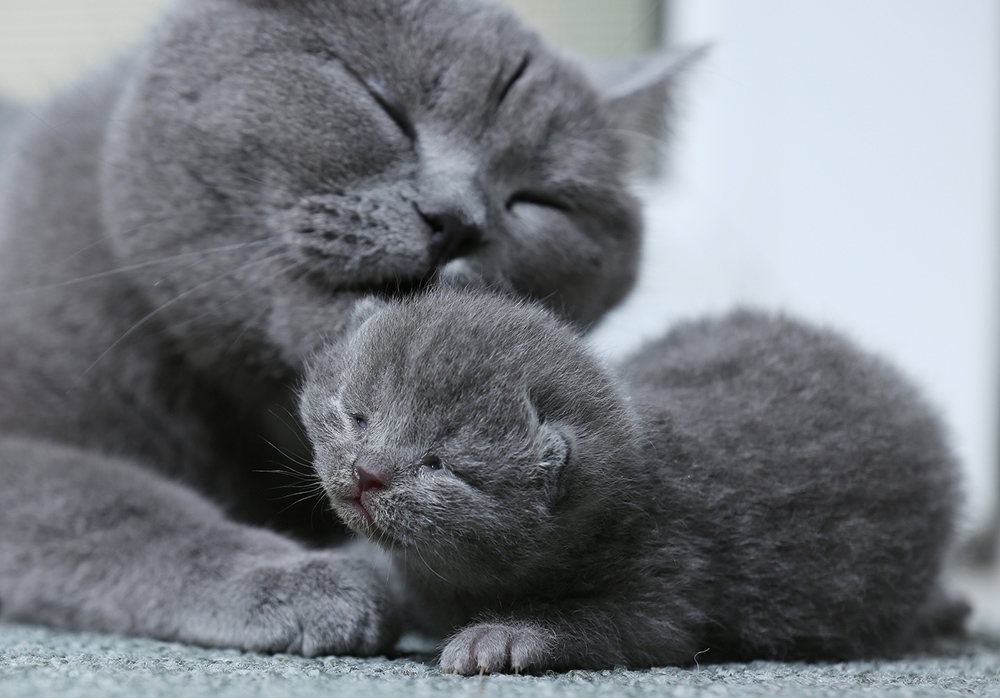 Gray mother cat licks a gray kitten (Dreamstime/jpg1902)