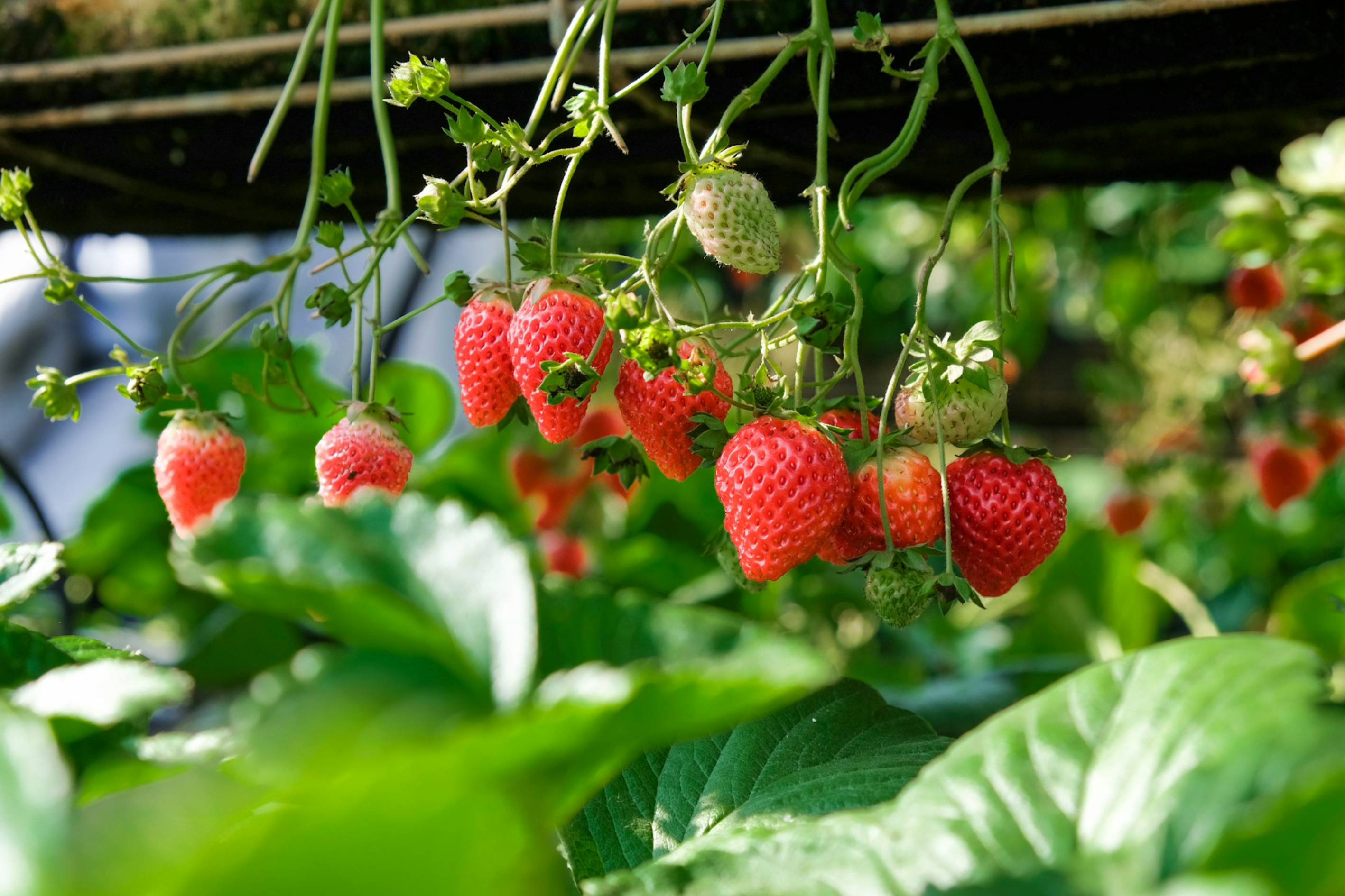 Planta de fresa. (Foto: Unsplash/H&CO)