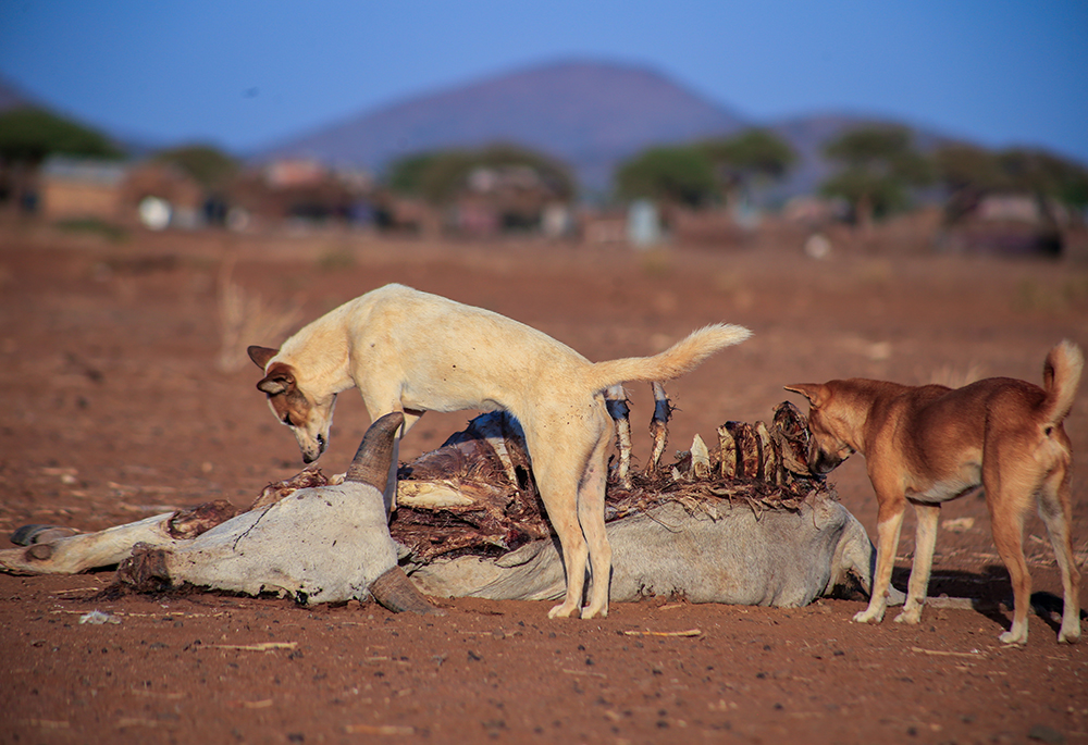 Perros callejeros se alimentan del cadáver de una vaca en el norte de Kenia. (Foto: Pius Artbeat)