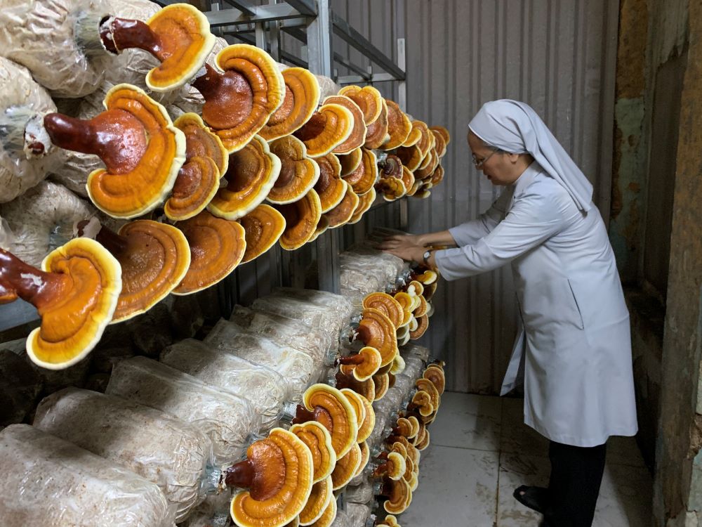 Sr. Marie Nguyen Thi Minh Hoa checks the reishi mushrooms in the growing house she and Sr. Agathe Tran Thi Mong Huyen operate at their St. Paul de Chartres convent in Ho Chi Minh City, Vietnam. This mushroom variety needs six months to grow before harvest. (Courtesy of Marie Nguyen Thi Minh Hoa)