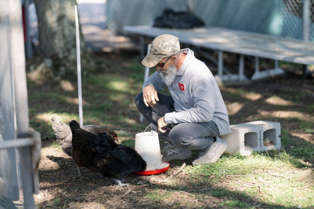 Steve Kendig, executive director of energy utilization and environmental sustainability at the University of Dayton, feeds chickens at the Marianist school's Flyer Farm. (Courtesy of University of Dayton)