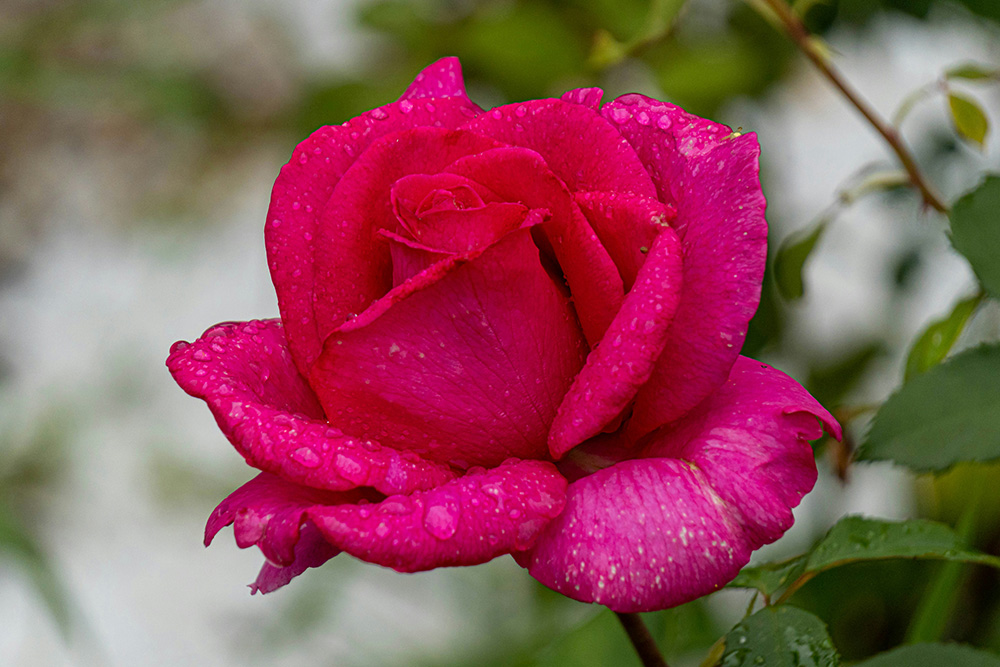 Dark pink rose (Unsplash/Dmitry Beloglazov)