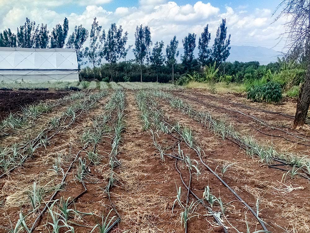 An irrigation operation runs amid an onion crop on St. Elizabeth Demo Farm in Momoi village in Lower Subukia, Nakuru County, Kenya. (Shadrack Omuka)