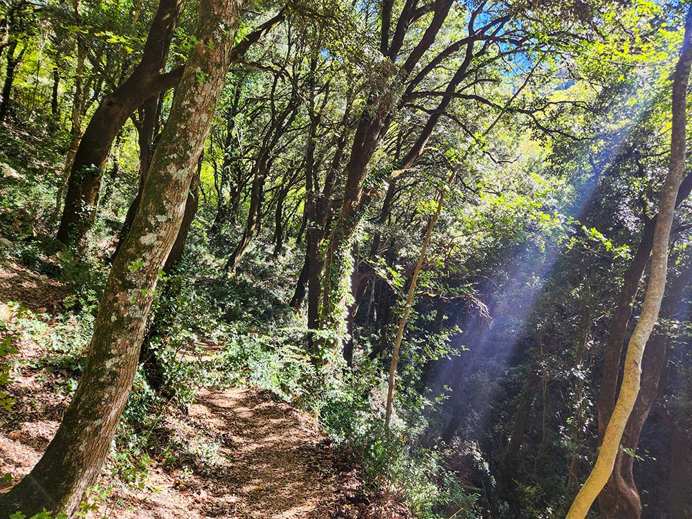 Sunlight breaks through the forest canopy on Mount Subasio outside Assisi, Italy, where St. Francis regularly spent time in prayer in the wilderness more than 800 years ago. (NCR photo/Brian Roewe)
