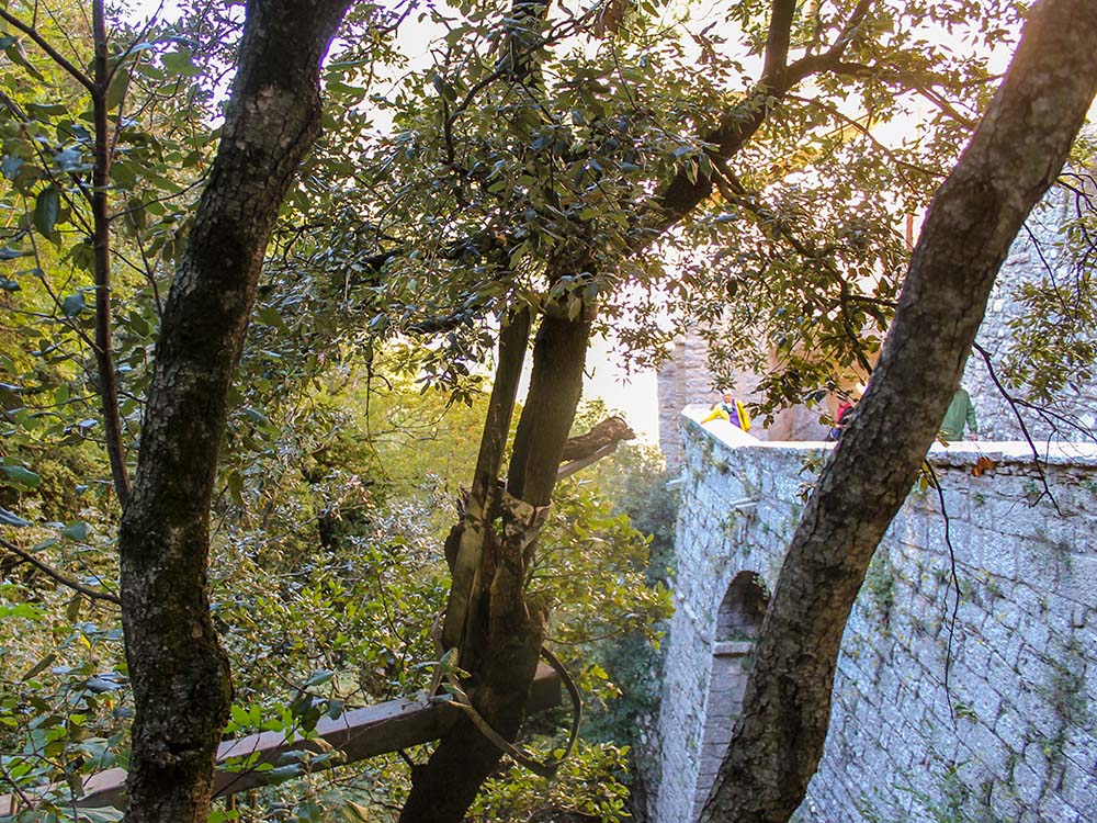 A tree (center) dating back to the time of St. Francis of Assisi more than 800 years ago stands outside Eremo delle Carceri. (NCR photo/Brian Roewe)
