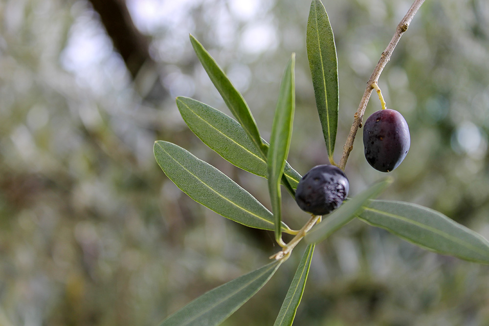 Olives ripen on a tree in the garden at the Church of San Damiano. (NCR photo/Brian Roewe)