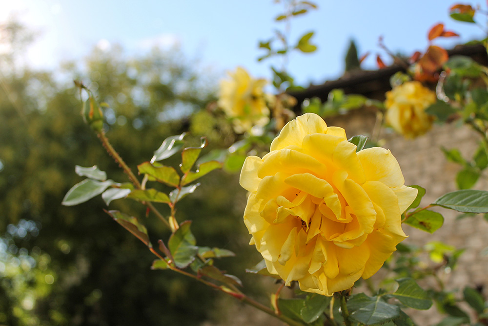 Flowers bloom in the garden of the Church of San Damiano. (NCR photo/Brian Roewe)