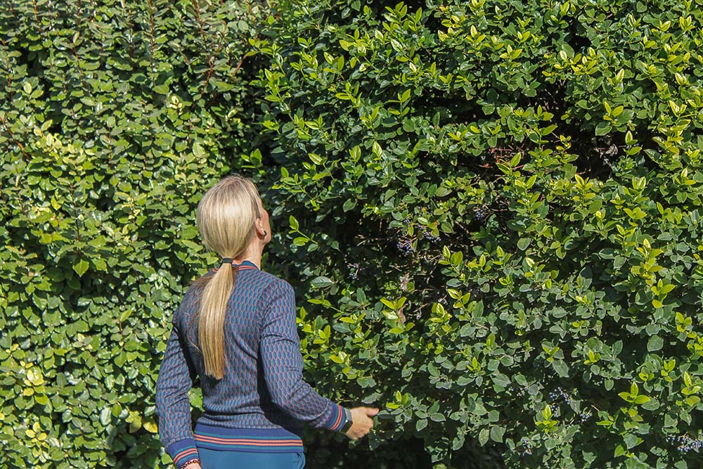 Jacqui Rémond examines the leaves of a bush during a prayer service in the garden at the Church of San Damiano on Oct. 4, 2025, the feast of St. Francis. (NCR photo/Brian Roewe)