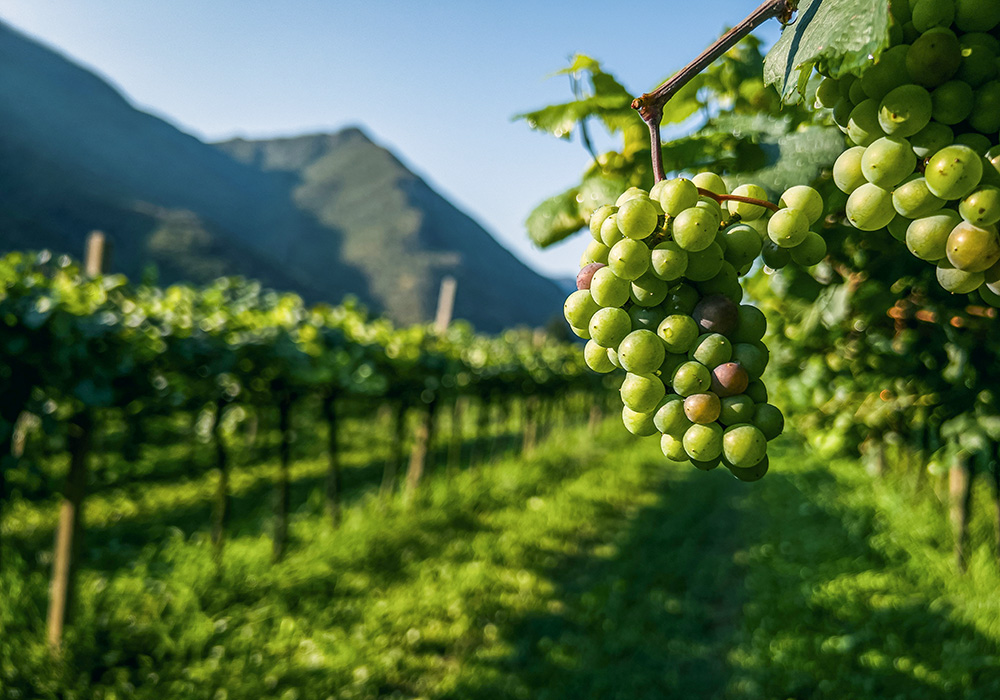 Vineyard (Unsplash/Matthew)