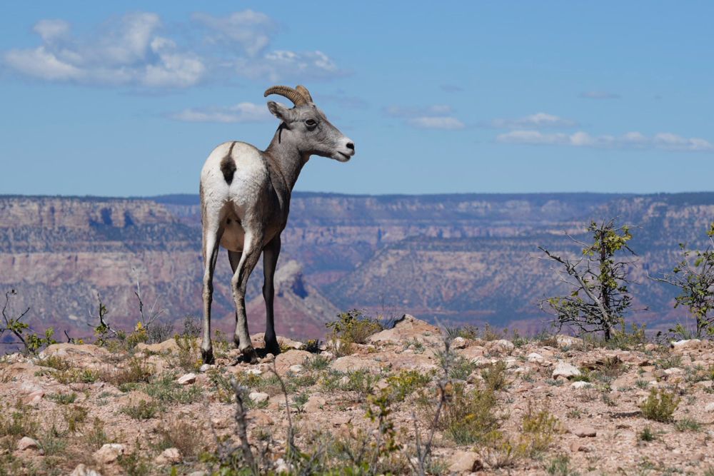 A desert bighorn sheep stands at the South Rim of the Grand Canyon in Grand Canyon National Park in Arizona Oct. 2, 2026. (OSV News/Gregory A. Shemitz)
