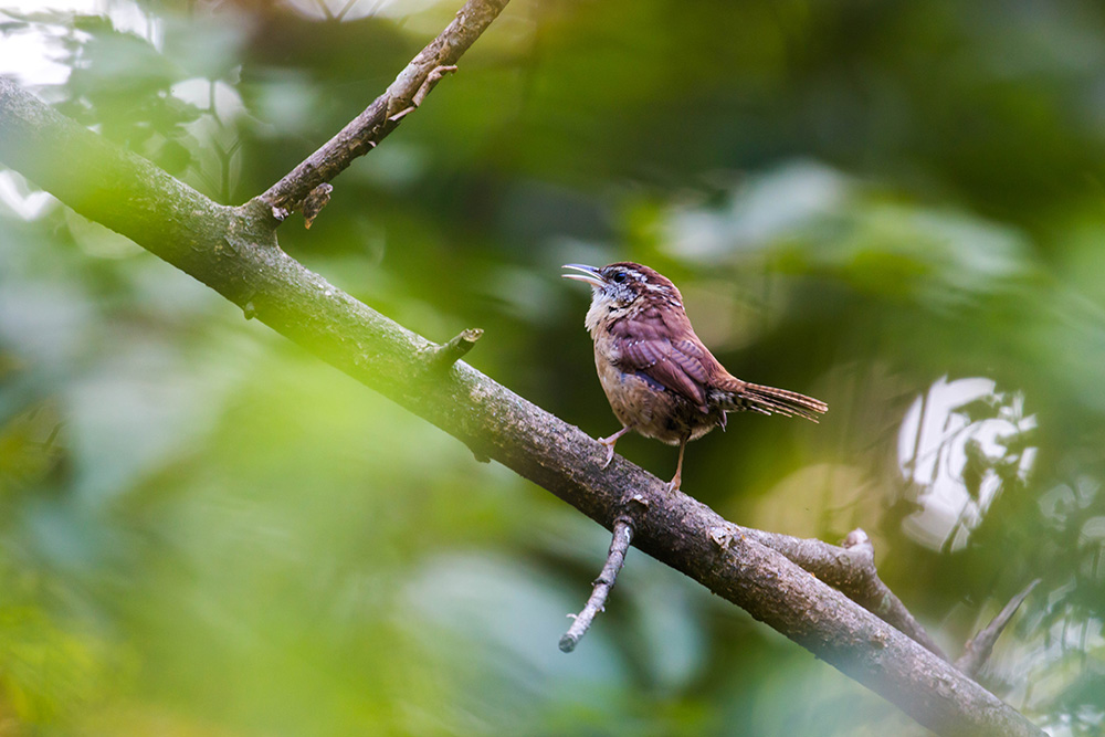 Carolina wren (Wikimedia Commons/Melissa McMasters)