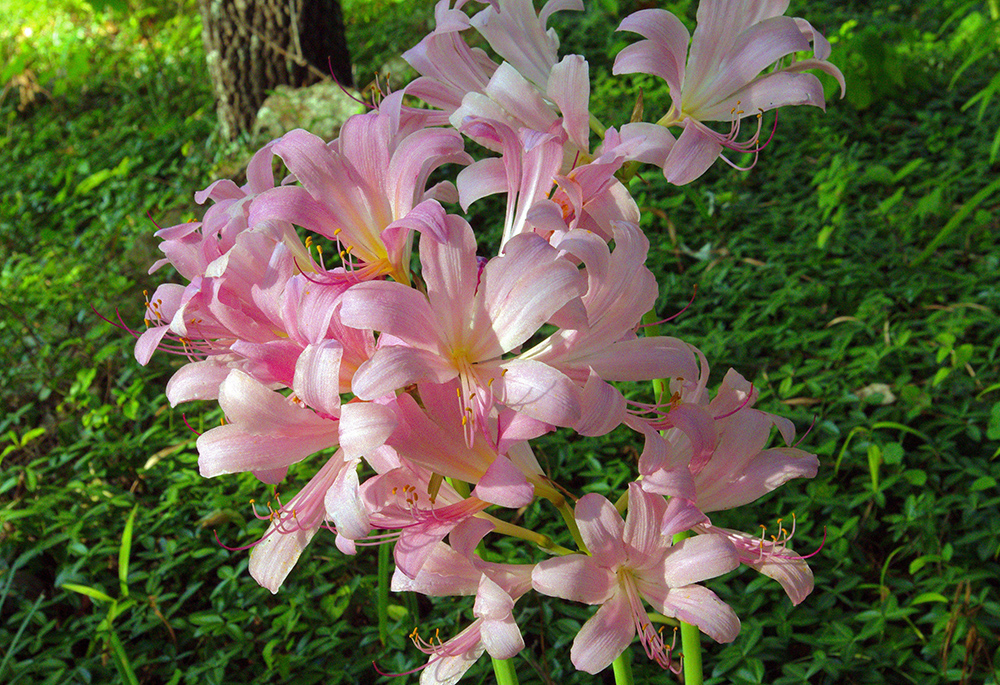 Lilies are pictured in a green outdoor setting. (Pixabay/Mike Goad)