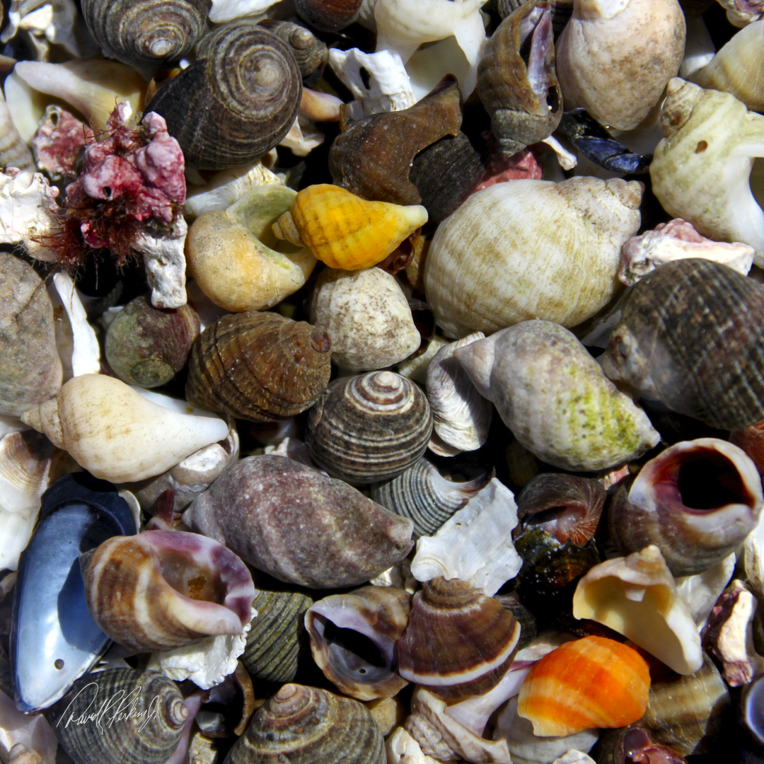 sea shells sea shells