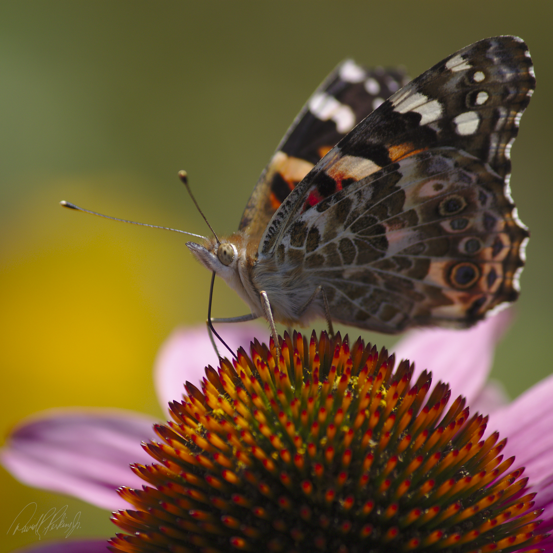 butterfly butterfly