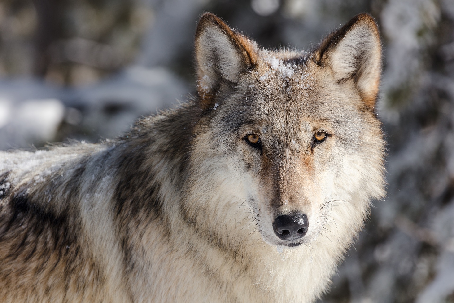 wolf wolf