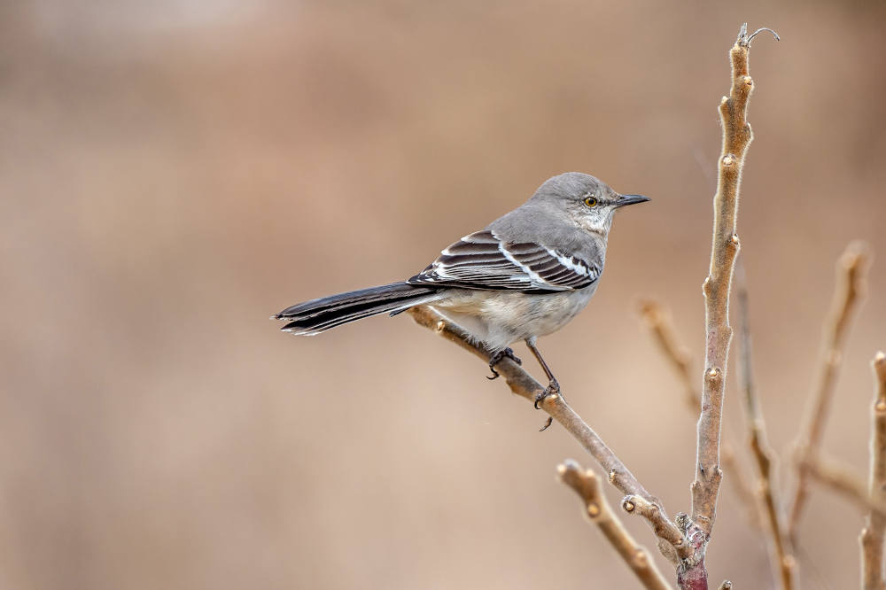 A Northern Mockingbird perches on a branch. (Patrice Bouchard/Unsplash/Creative Commons) A Northern Mockingbird perches on a branch. (Patrice Bouchard/Unsplash/Creative Commons)