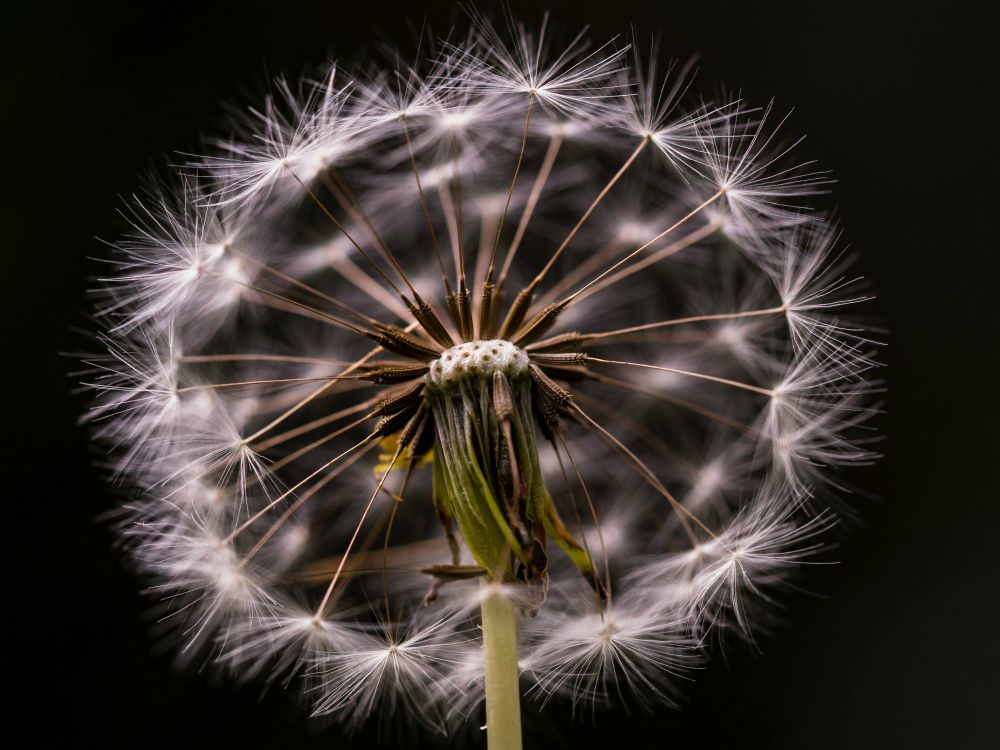dandelion dandelion