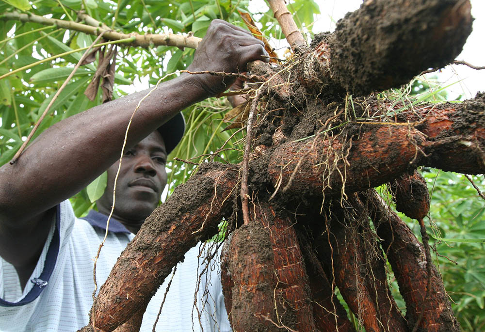 A farmer harvests an improved variety of cassava in Les Anglais, Haiti, in 2010. Pope Francis and other Catholic leaders have called for international policymakers to pay particular attention to small farmers and farm families. (CNS/Barbara J. Fraser)
