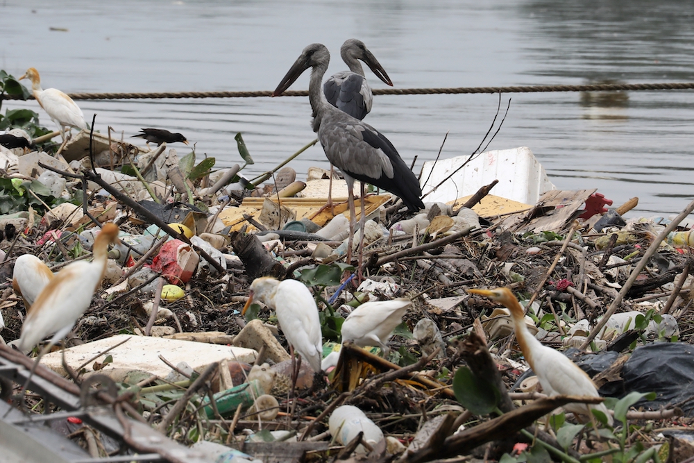 Birds search for food on trash collected by a log boom on a river in Klang, Malaysia, June 5, World Environment Day. (CNS/Reuters/Lim Huey Teng)