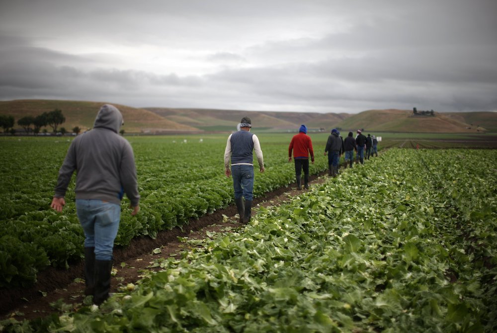 Migrant farmworkers with H-2A visas harvest romaine lettuce in King City, California, April 17, 2017. (CNS/Reuters/Lucy Nicholson) Migrant farmworkers with H-2A visas harvest romaine lettuce in King City, California, April 17, 2017. (CNS/Reuters/Lucy Nicholson)